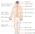 <b>Sistema nervioso periférico</b>