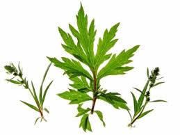 Attēlu rezultāti vaicājumam “Artemisia vulgaris leaf”