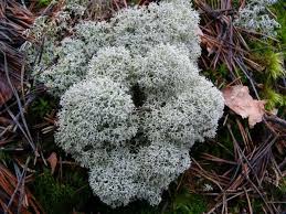 Attēlu rezultāti vaicājumam “Cladonia stellaris”