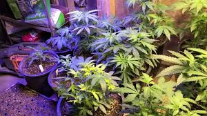 Image result for il_merda.jpg