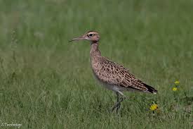 Image result for Numenius minutus