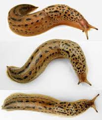 Attēlu rezultāti vaicājumam “Limax maximus”