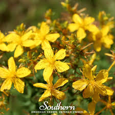 Attēlu rezultāti vaicājumam “Hypericum perforatum flower”