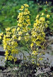 Image result for Delphinium