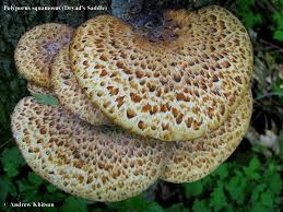 Attēlu rezultāti vaicājumam “Polyporus squamosus”