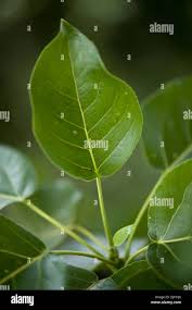 Attēlu rezultāti vaicājumam “Populus x berolinensis”