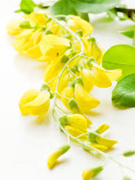 Attēlu rezultāti vaicājumam “Laburnum anagyroides flower”