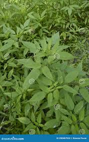 Attēlu rezultāti vaicājumam “Bidens frondosa leaf”