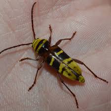 Attēlu rezultāti vaicājumam “Plagionotus detritus”