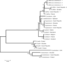 Attēlu rezultāti vaicājumam “Orthotrichum affine var. affine”