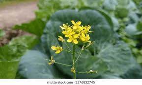 Attēlu rezultāti vaicājumam “Bunias orientalis flower”