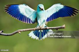 Attēlu rezultāti vaicājumam “Coracias garrulus”