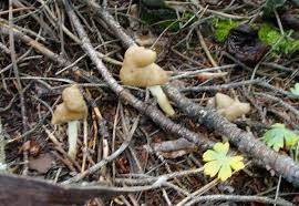 Attēlu rezultāti vaicājumam “Helvella elastica”