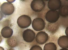 Attēlu rezultāti vaicājumam “Diderma subviridifuscum spores”