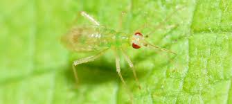 Attēlu rezultāti vaicājumam “Dicyphus sp.”