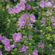Image result for Malva moschata