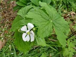 Attēlu rezultāti vaicājumam “Podophyllum hexandrum flower”