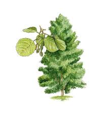 Attēlu rezultāti vaicājumam “Alnus glutinosa”