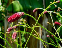 Attēlu rezultāti vaicājumam “Sanguisorba officinalis bud”