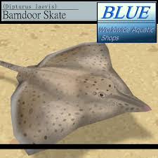 Image result for Dipturus laevis