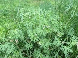 Attēlu rezultāti vaicājumam “Geraniaceae”