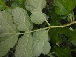 Attēlu rezultāti vaicājumam “Heracleum sphondylium subsp. sibiricum”