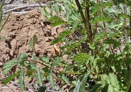 Attēlu rezultāti vaicājumam “Poterium sanguisorba flower”