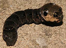 Attēlu rezultāti vaicājumam “Deilephila elpenor larva”