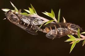 Attēlu rezultāti vaicājumam “Xylophagidae”