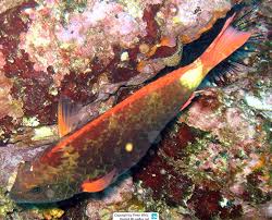 Image result for Sparisoma frondosum