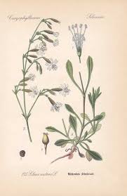 Attēlu rezultāti vaicājumam “Silene nutans”