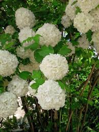Attēlu rezultāti vaicājumam “Viburnum opulus”