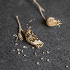 Attēlu rezultāti vaicājumam “Silene vulgaris bud”