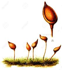 Attēlu rezultāti vaicājumam “Buxbaumia aphylla”