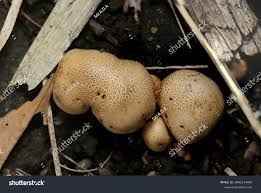 Attēlu rezultāti vaicājumam “Boletales”