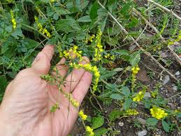 Attēlu rezultāti vaicājumam “Melilotus wolgicus”