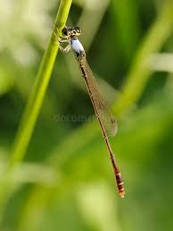 Attēlu rezultāti vaicājumam “Nehalennia speciosa”