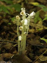 Attēlu rezultāti vaicājumam “Plantago uniflora flower”