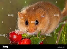 Attēlu rezultāti vaicājumam “Muscardinus avellanarius”