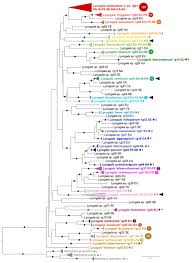 Attēlu rezultāti vaicājumam “Lycogala cf. fossiculatum”