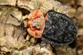 Attēlu rezultāti vaicājumam “Oiceoptoma thoracicum”