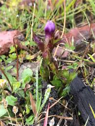 Attēlu rezultāti vaicājumam “Gentianella campestris”