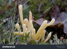 Attēlu rezultāti vaicājumam “Clavaria argillacea”