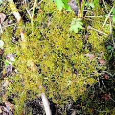 Attēlu rezultāti vaicājumam “Rhytidiadelphus subpinnatus”