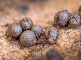 Attēlu rezultāti vaicājumam “Lamproderma debile macro”