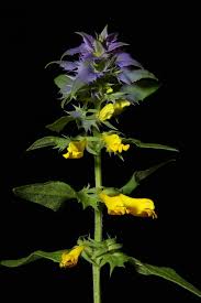 Attēlu rezultāti vaicājumam “Melampyrum nemorosum”