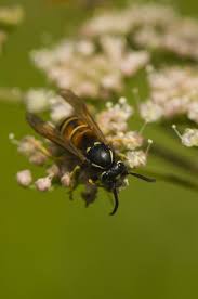 Attēlu rezultāti vaicājumam “Vespula rufa”