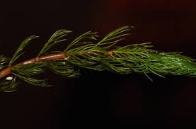 Attēlu rezultāti vaicājumam “Haloragaceae”