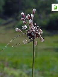 Attēlu rezultāti vaicājumam “Allium oleraceum flower”
