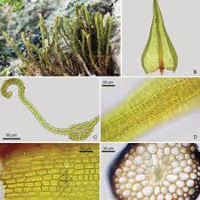 Attēlu rezultāti vaicājumam “Didymodon rigidulus sporophyte”